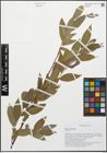 Foto von Salix alba L.